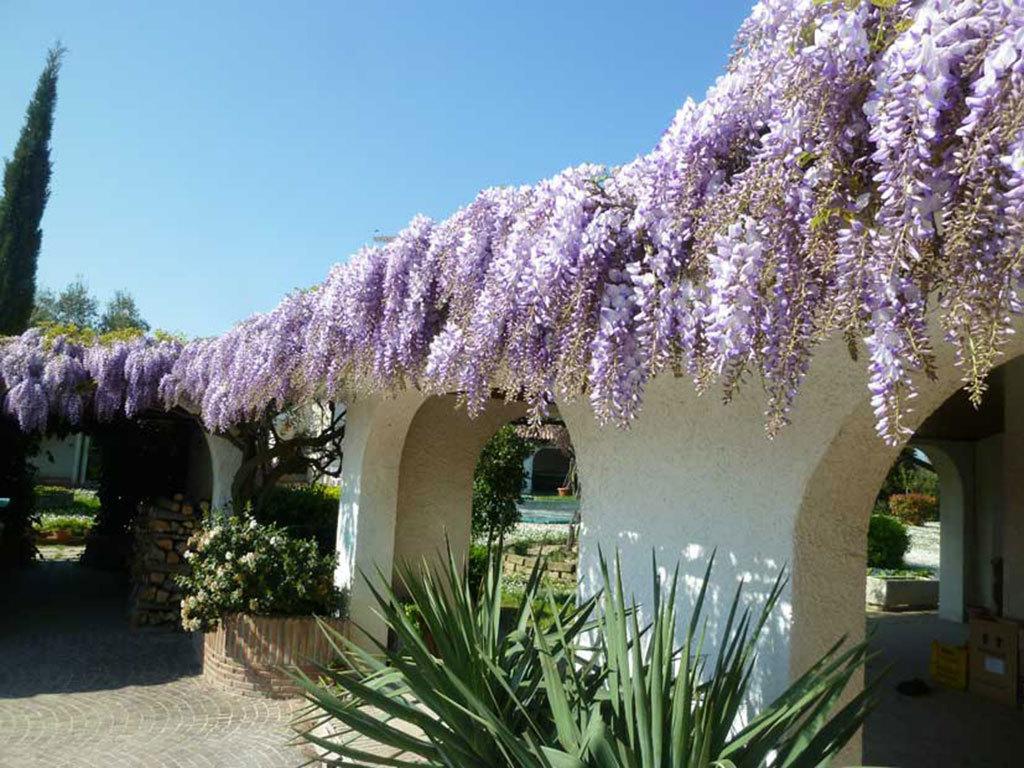 Villa Dolcevita San Costanzo Kültér fotó